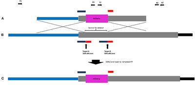 In-planta Gene Targeting in Barley Using Cas9 With and Without Geminiviral Replicons